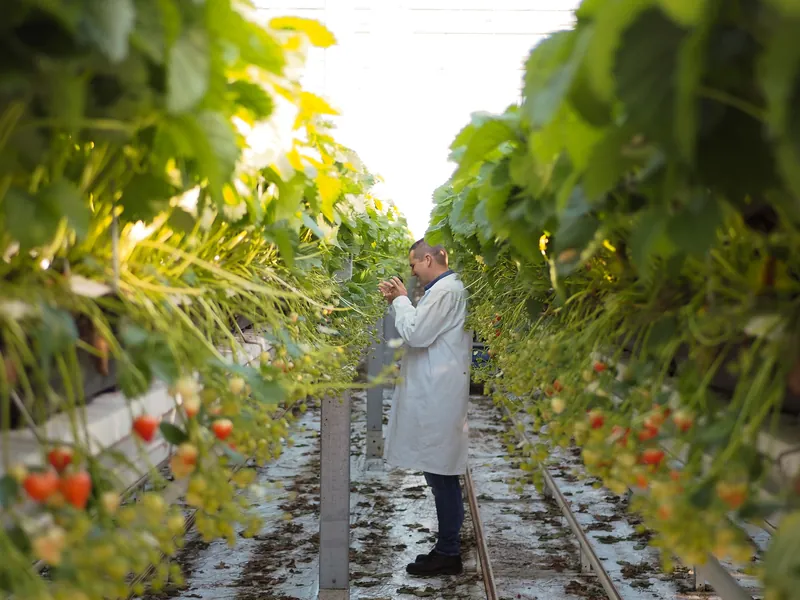 Zakelijk portret van een medewerker in een kas tussen de aardbeienplanten
